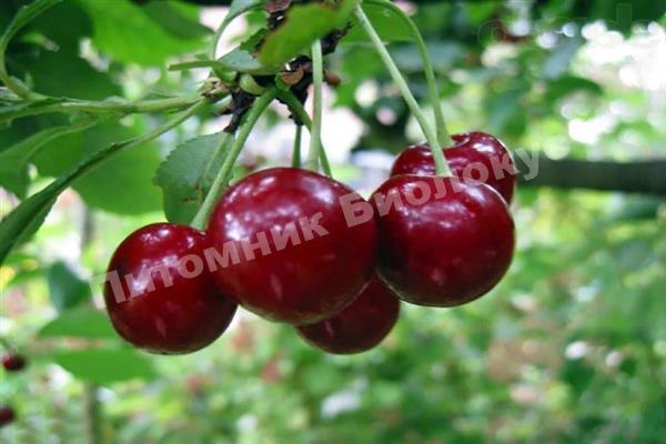 Черешня Иринка