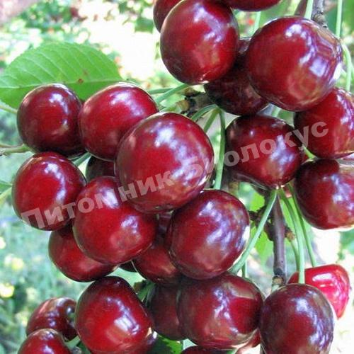 Черешня Итальянка