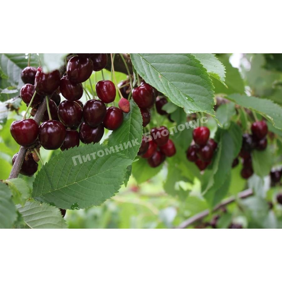 Черешня Июньская ранняя