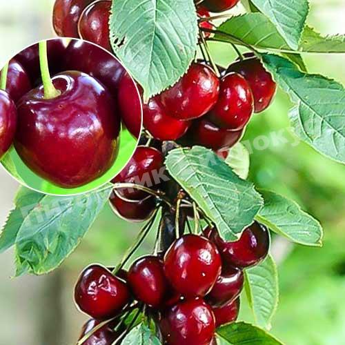 Черешня колоновидная Хелена