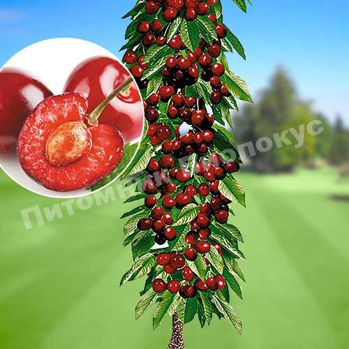 Колонновидная черешня Квин Мери