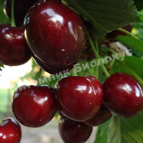 Черешня Кордия