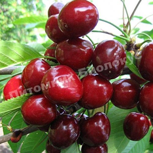 Черешня Лена