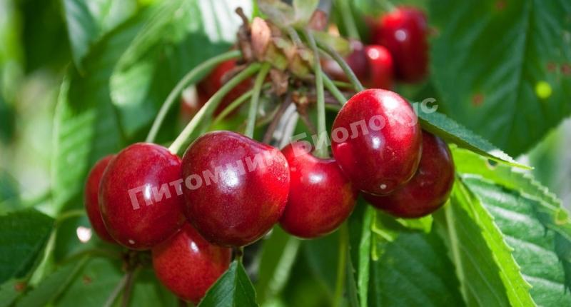Черешня Мечта
