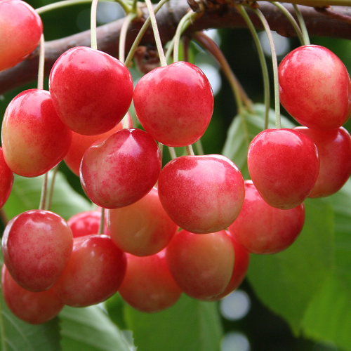 Черешня Медуница