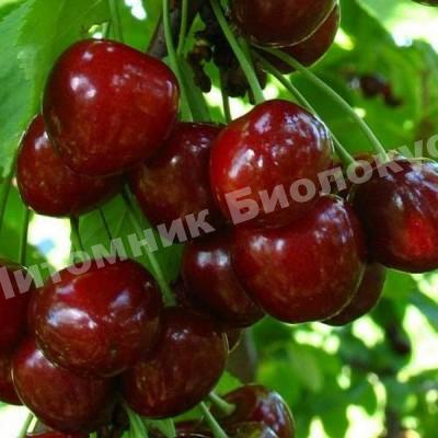 Черешня Мелитопольская