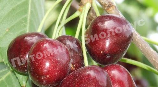 Черешня Мичуринская поздняя