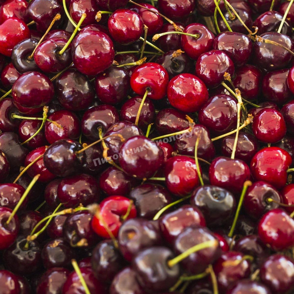 Черешня Милана