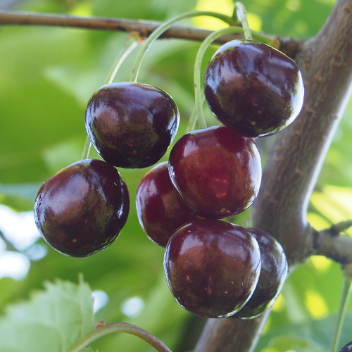 Черешня Мускатная