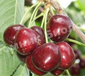 Черешня Наполеон