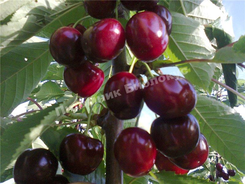 Черешня Оленька