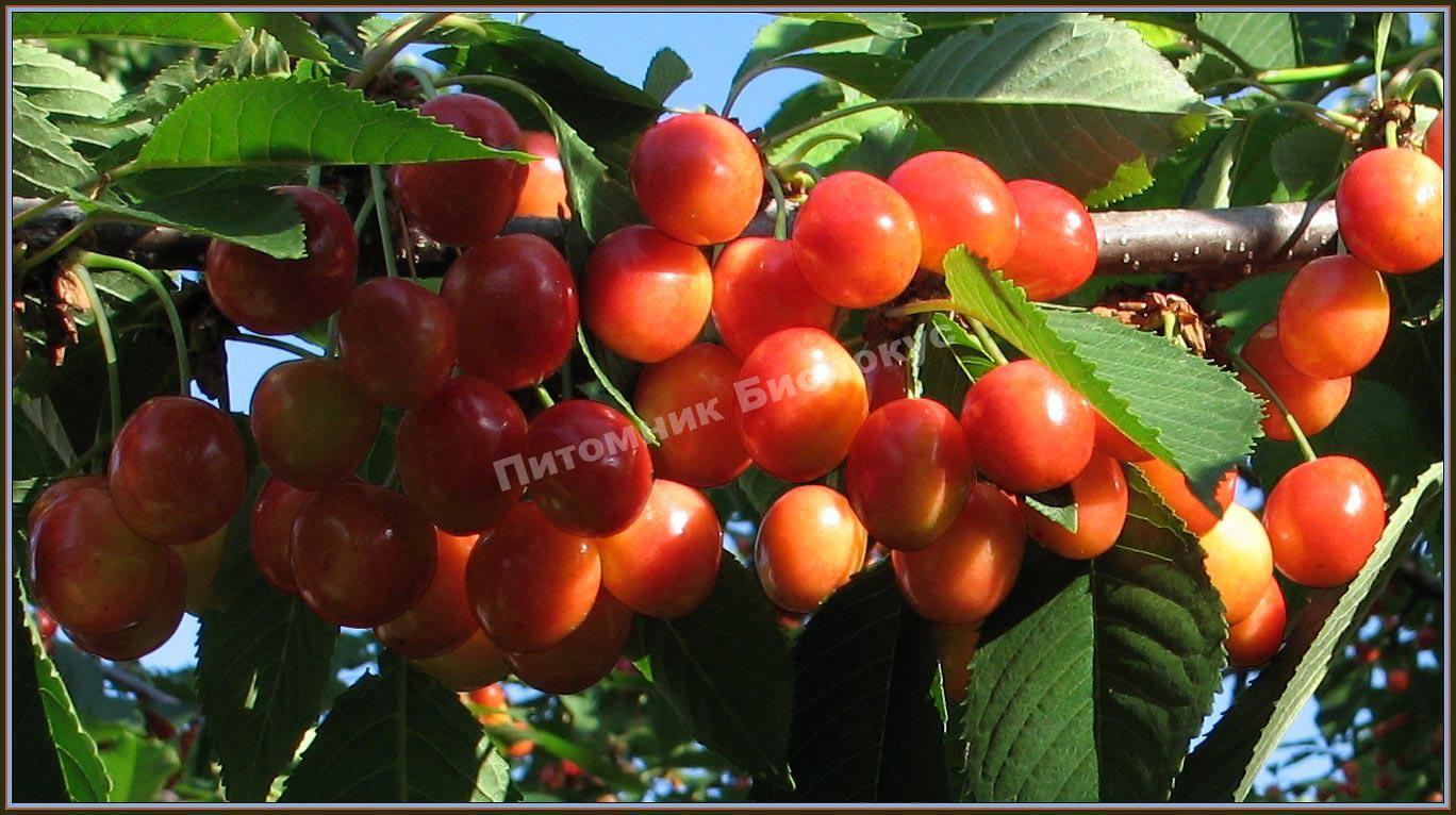 Черешня Подарок Рязани