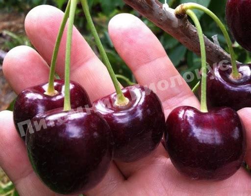 Черешня Подарок Степанову — питомник Биолокус