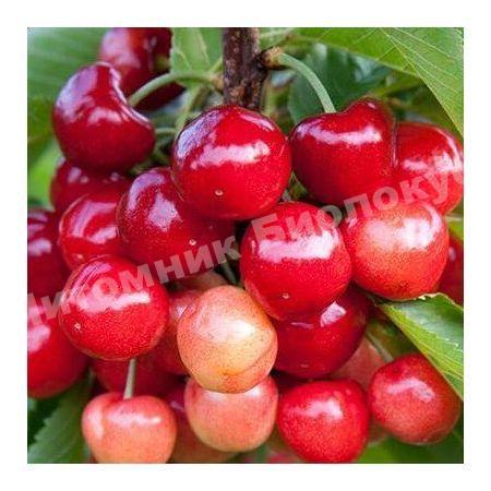Черешня Поэзия