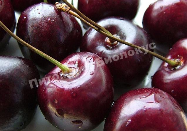 Черешня Принцесса ночи