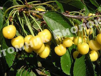 Черешня Приусадебная жёлтая