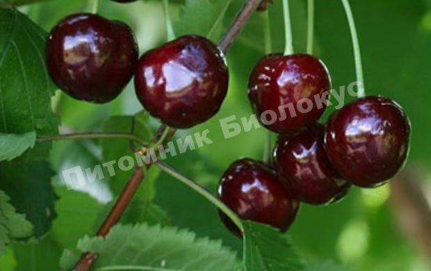 Черешня Речица