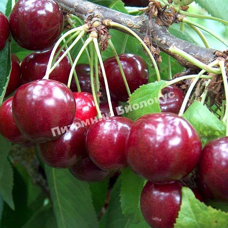 Черешня Регина