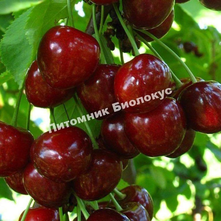 Черешня Тютчевка