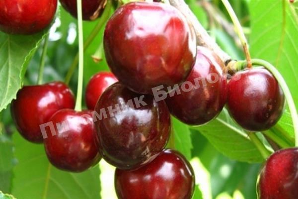 Черешня Романтика