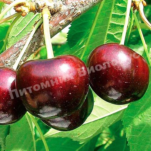 Черешня Саммит