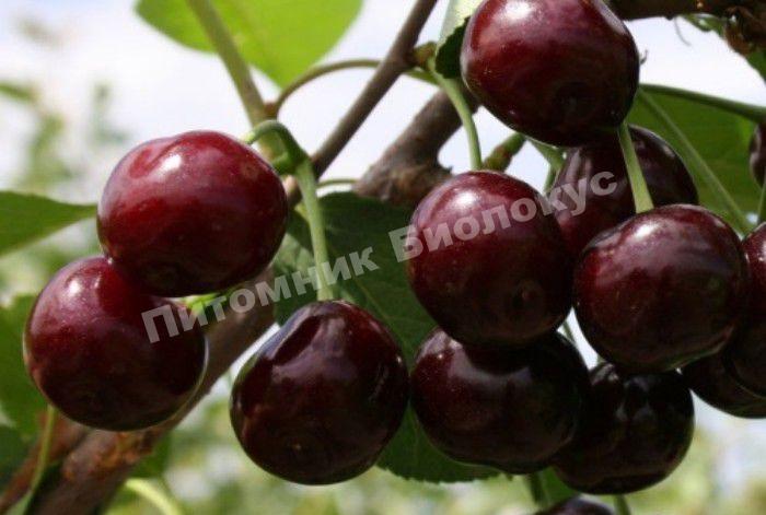 Черешня Темп