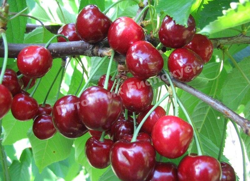 Черешня Теремошка