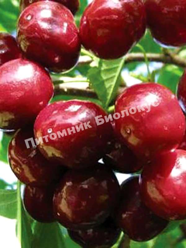 Черешня Валерия