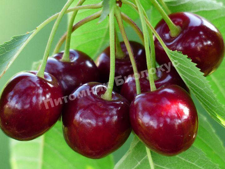 Черешня Зюбарова