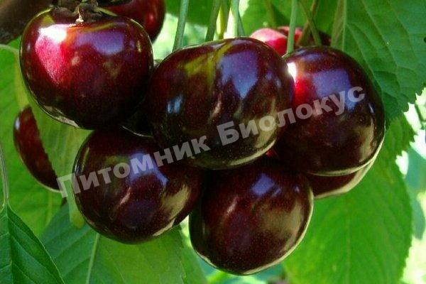 Черешня Валерий Чкалов