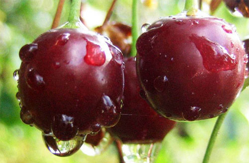 Дюк Чернокорка