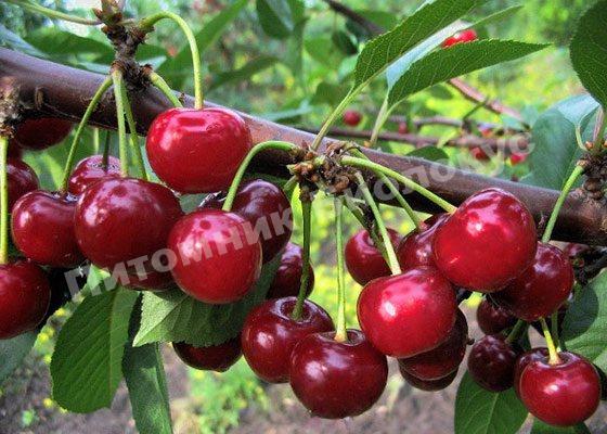 Дюк Дородная