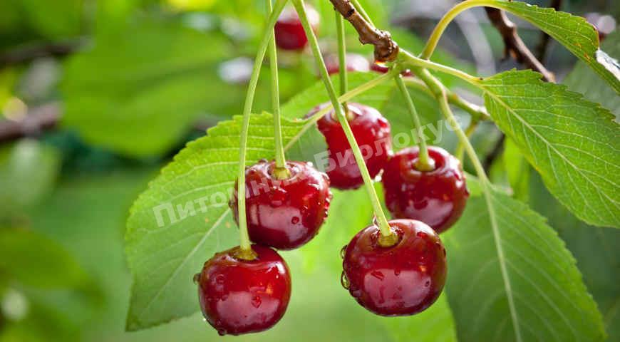 Дюк Краса Севера