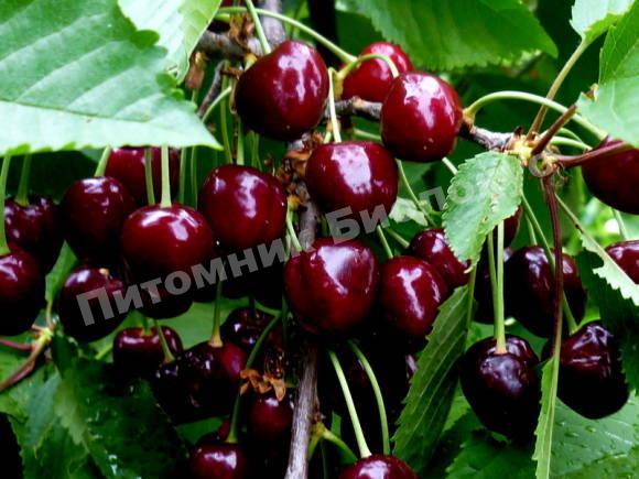 Дюк Мелитопольская радость