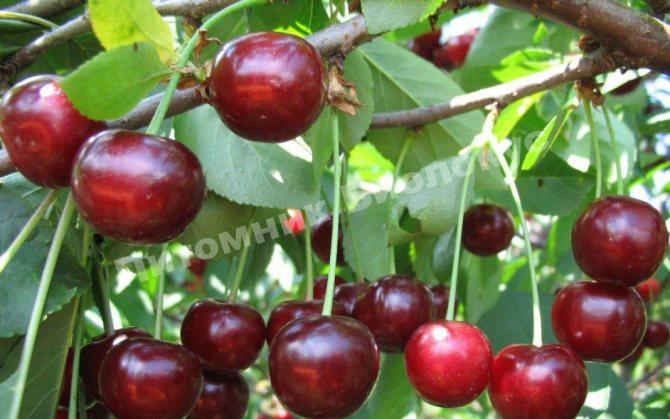 Дюк Прен Корай