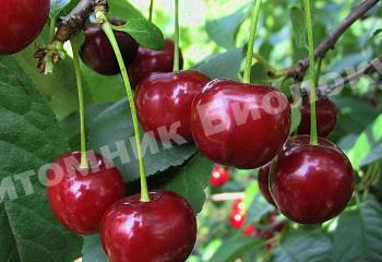 Дюк Превосходная Веньяминова