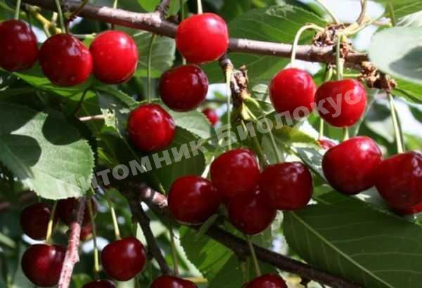 Дюк Ширпотреб Чёрная