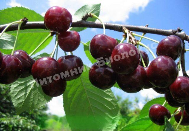 Дюк Шоколадница