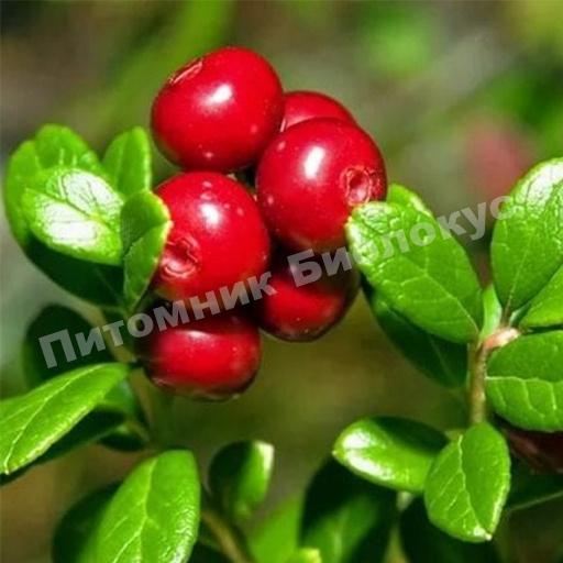 Черника Блингон