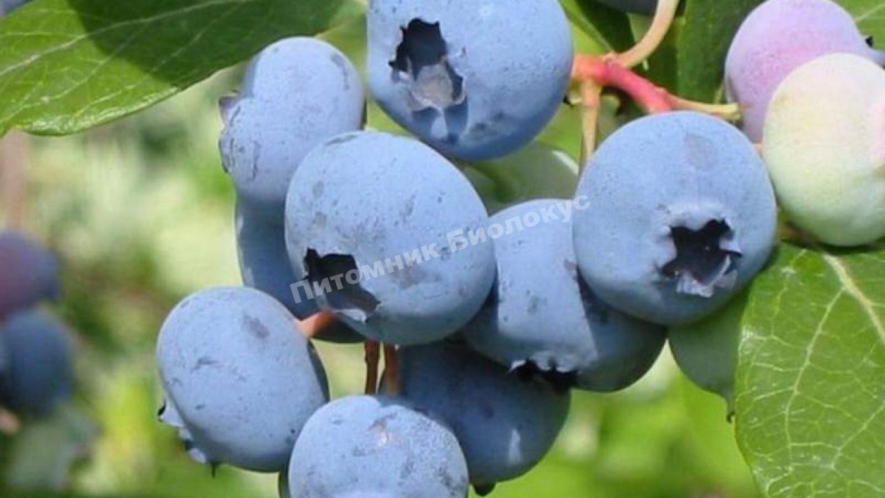 Черника Блю Кроп