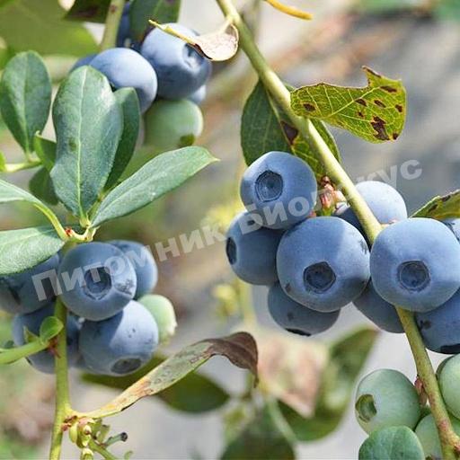 Черника Бонифаций