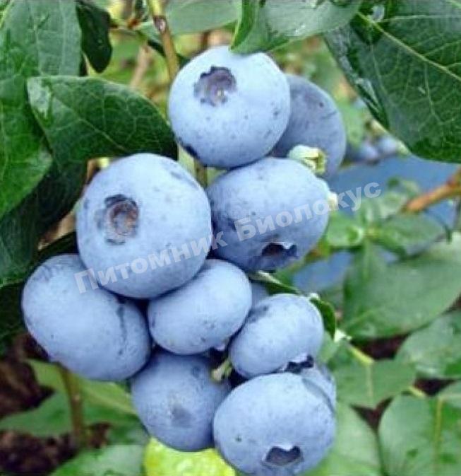 Черника Нельсон