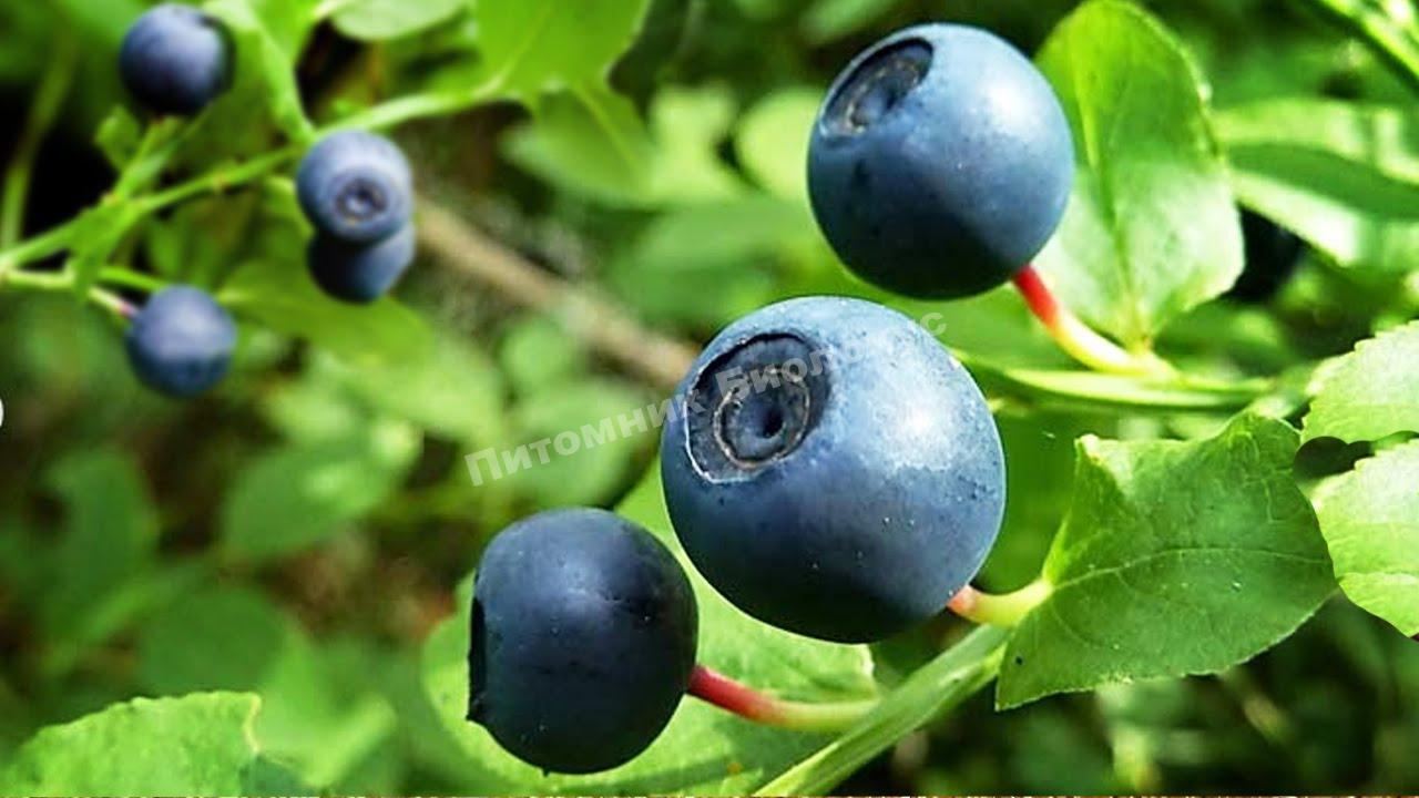 Черника обыкновенная