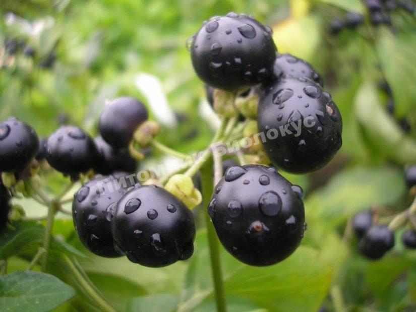 Черника Сан-Берри