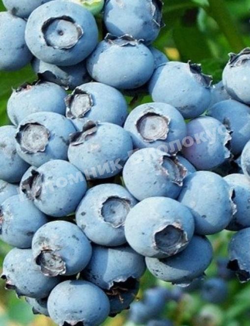 Черника Саншайн