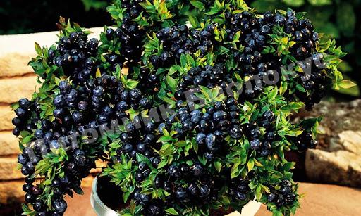 Черника Топ Хат