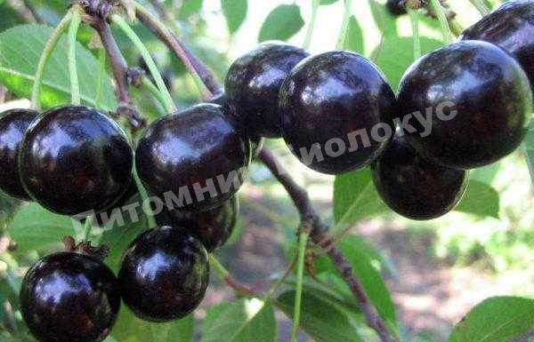 Дюк Черный принц