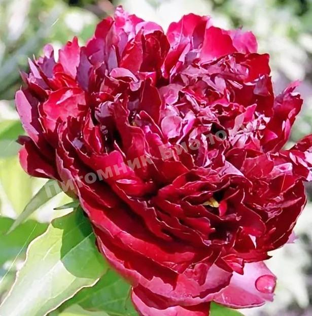 Пион травянистый Черри Хилл