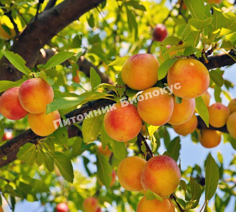 Слива Уссурийская