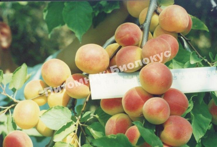 Алыча Сливовидная